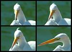 (50) egret montage.jpg    (1000x720)    200 KB                              click to see enlarged picture